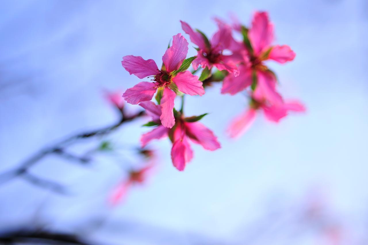 Flower Free花自在 Zhoulan Eksteriør billede